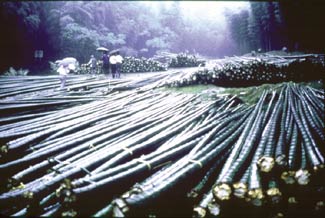 bamboo